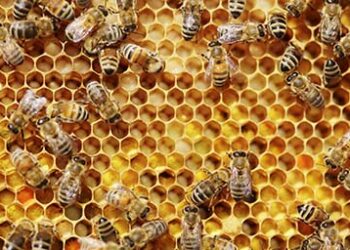 Beehive