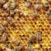 Beehive