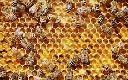 Beehive