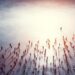 Leadership, webinar