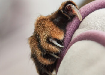 Sharp claw_