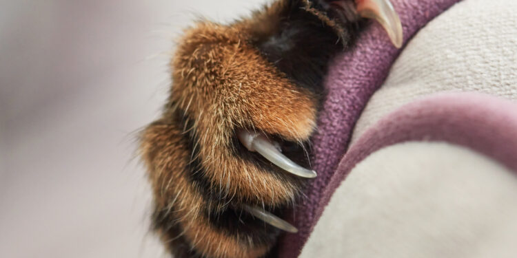 Sharp claw_