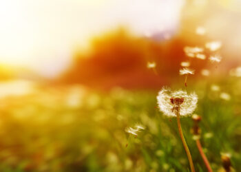 Dandelion__