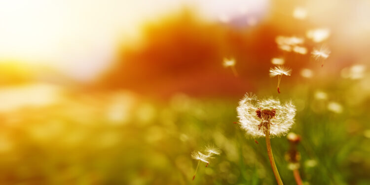 Dandelion__