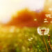 Dandelion__