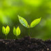ESG_growing plant_