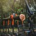 Nest pension scheme aims to increase biodiversity and hedge inflation with timberland investment