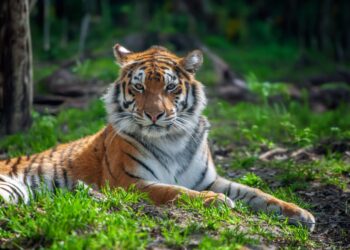 First Sentier Investors to publish nature targets