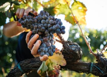 France Valley launches European carbon and biodiversity fund