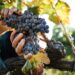 France Valley launches European carbon and biodiversity fund