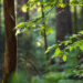 Evergreen funds: from concept to reality